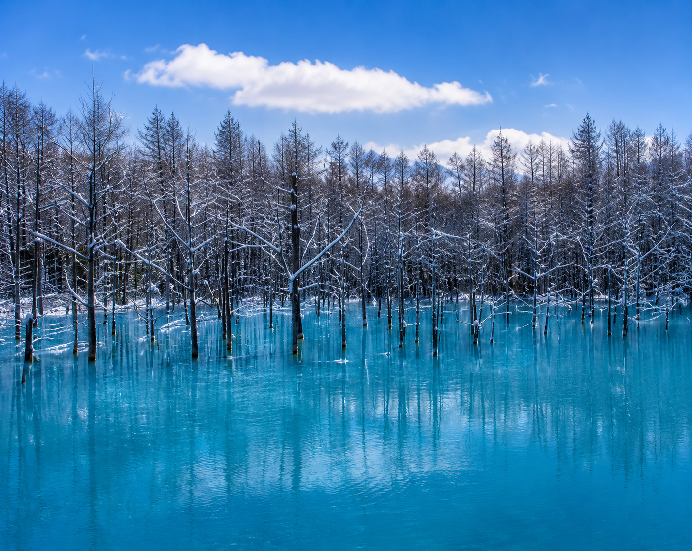Biei Blue Pond with dead trees