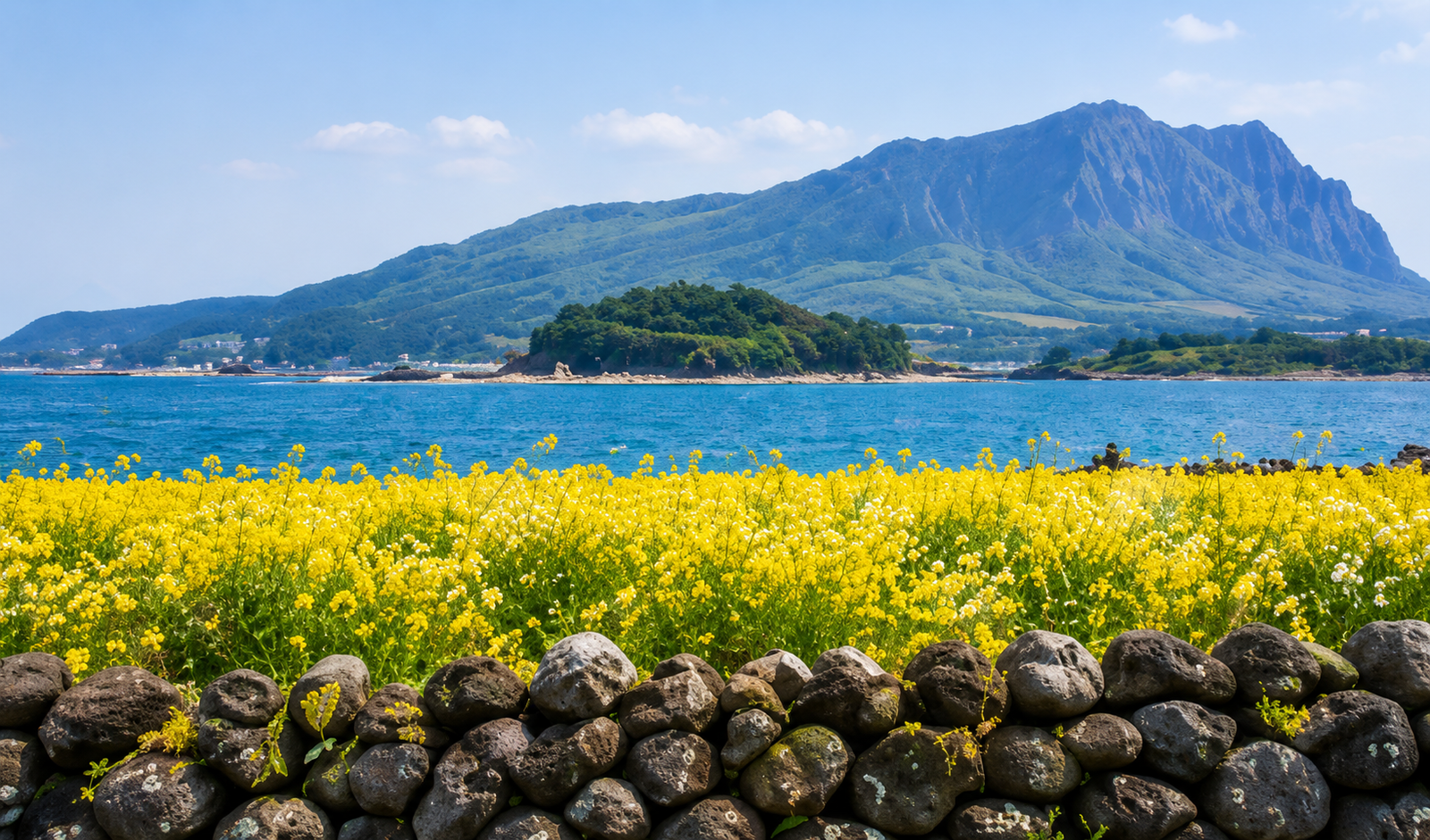 Volcanic coastline of Jeju Island with yellow flower fields