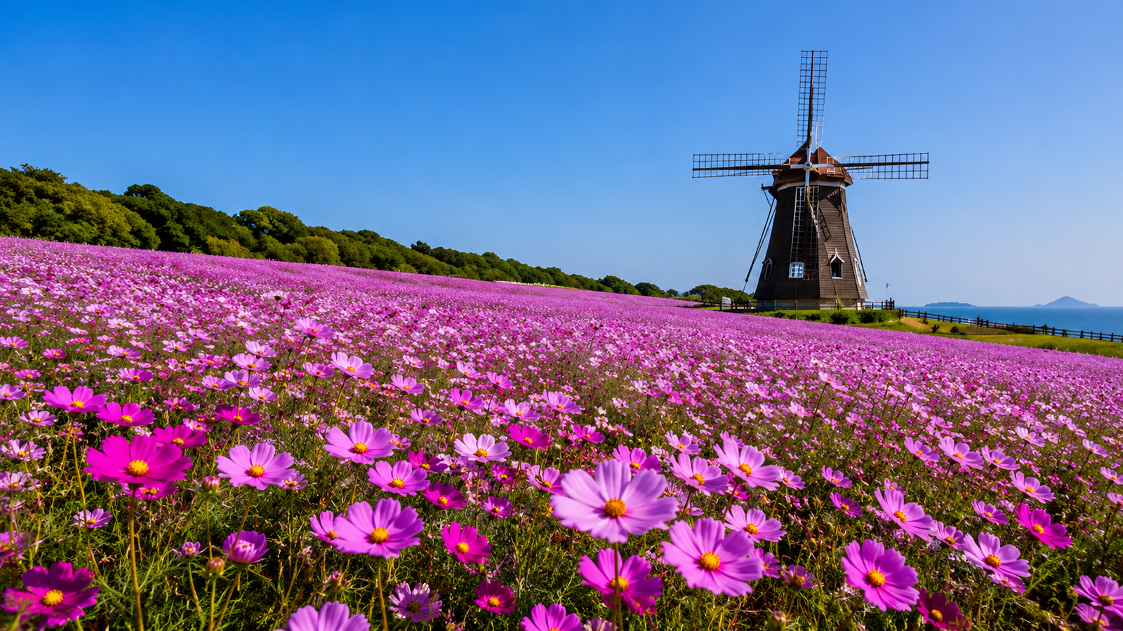 Hueree Nature Park flower fields with windmill